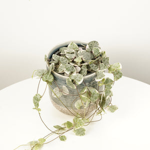 String Of Hearts | Variegated Marlies - Indoor Plant