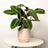 Perfect Plants for Under £30