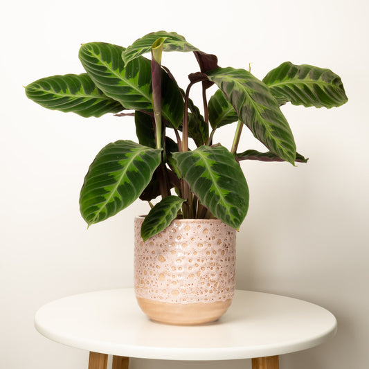 Prayer Plant | Jungle Velvet | Hard To Find | Spooky Houseplants
