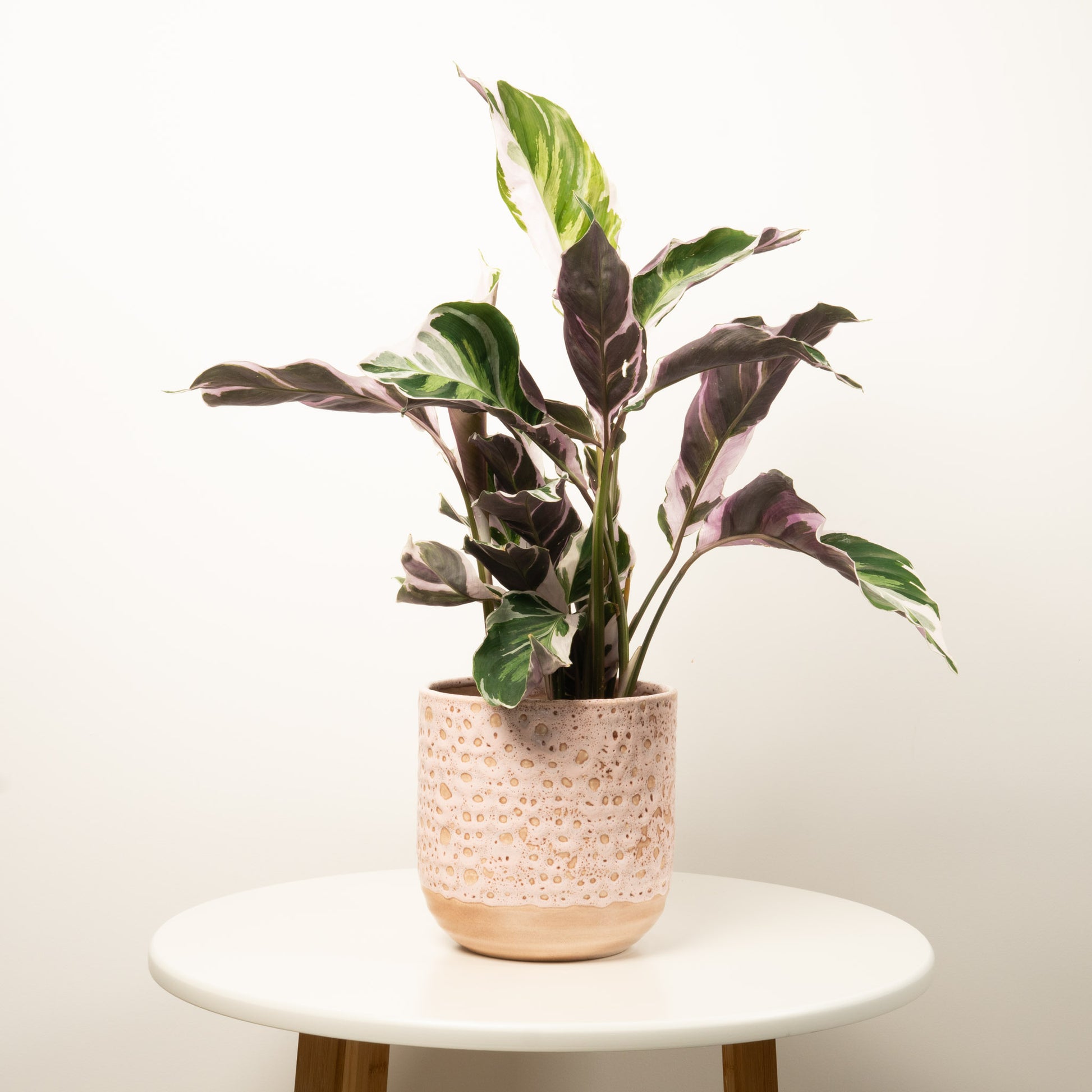 white fusion prayer plant Prayer Plant | White Fusion