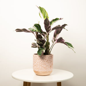 Prayer Plant | White Fusion | Rare Plant - Indoor Plant