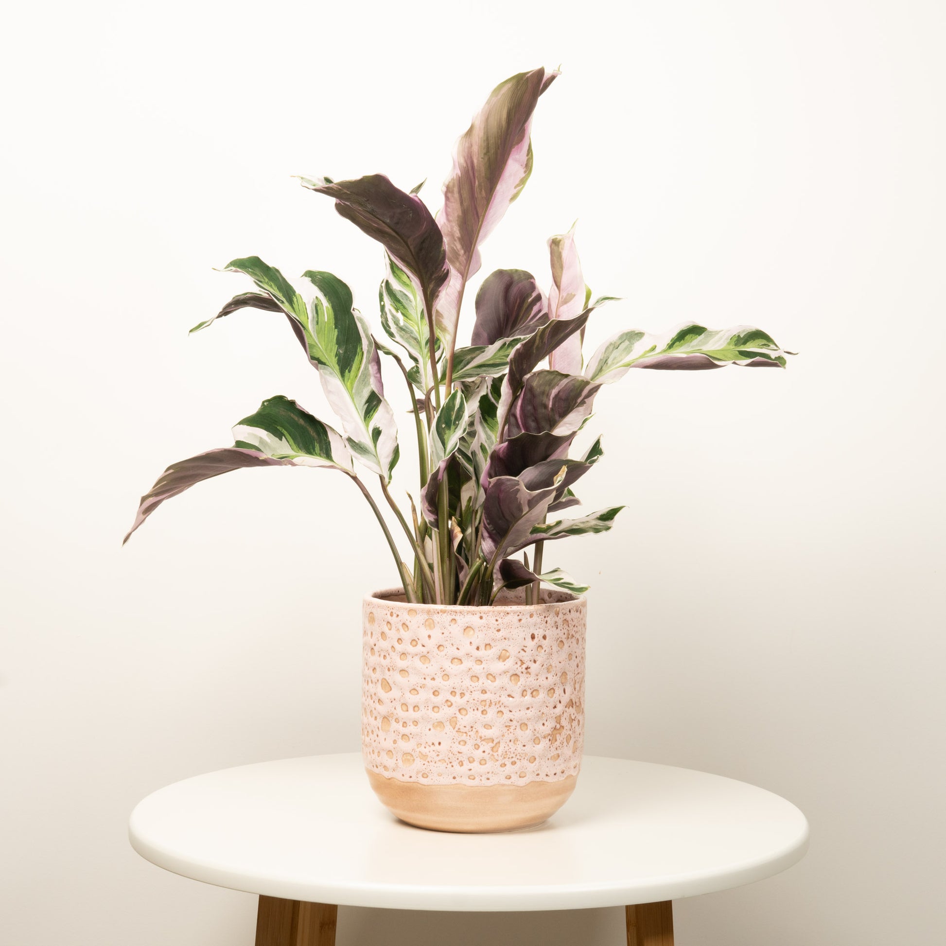 prayer plant white flowers Prayer Plant | White Fusion | Rare Plant