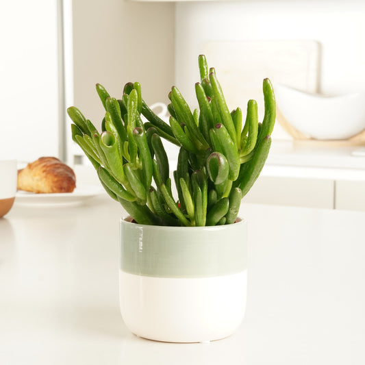 Crassula | Hobbit | Potted Houseplants