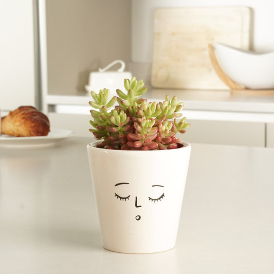 Jelly Bean Plant | Pink | Potted Houseplants