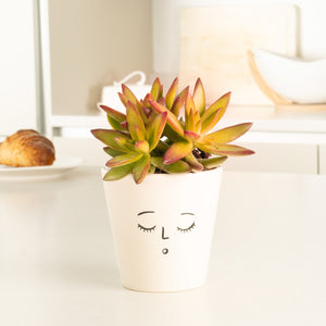 Sedum | Firestorm - Indoor Plant