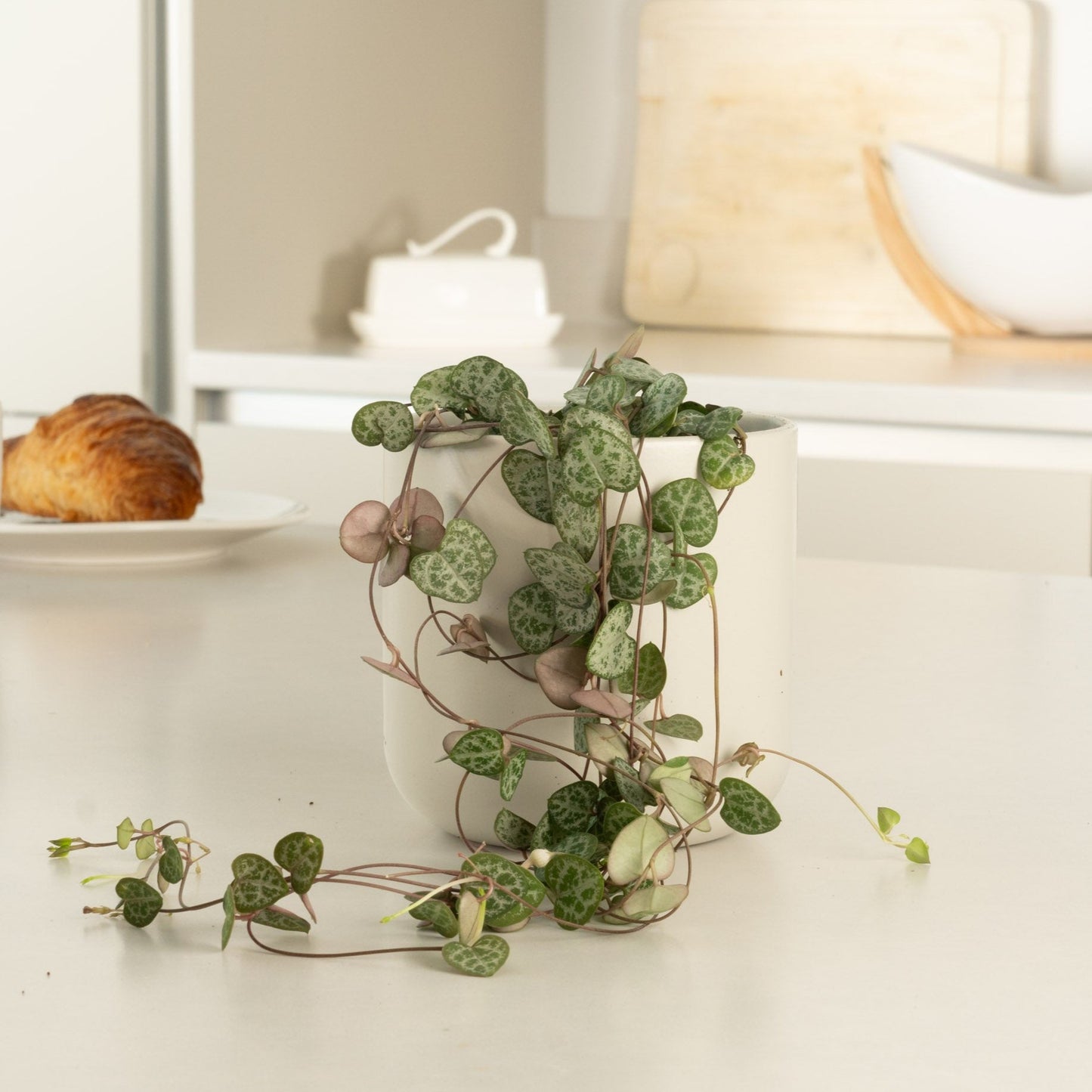 Ceropegia Woodii String Of Hearts Succulent - Live Bare Root Plant, Fast Growing Trailer