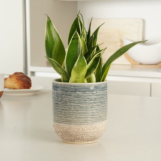 Snake Plant | Snow White | 