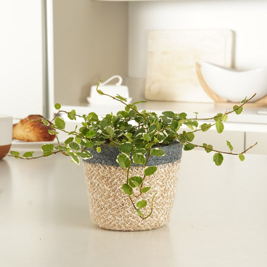 Creeping Fig | White Sunny | Products