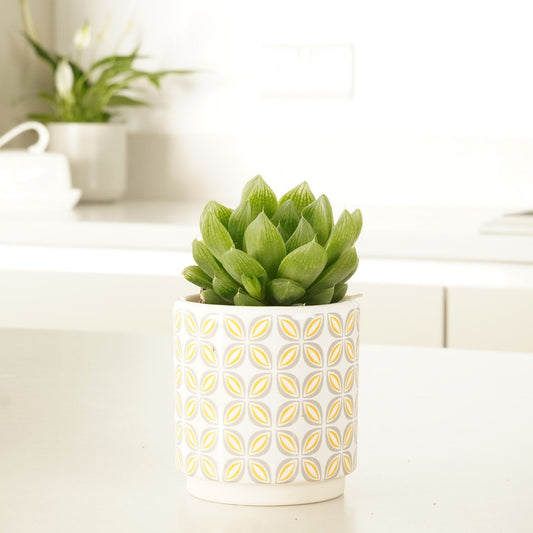 Cushion Aloe | Potted Houseplants