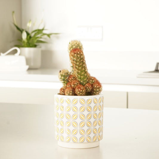 Lady Fingers Cactus | Spooky Houseplants