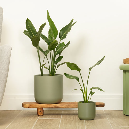 Bird Of Paradise | Potted Houseplants