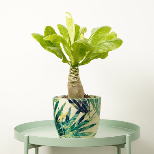 Hawaii Palm | Hard To Find | Perfect Plants for Under £50