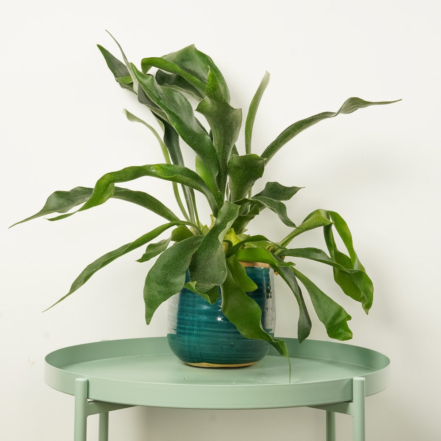 Staghorn Fern