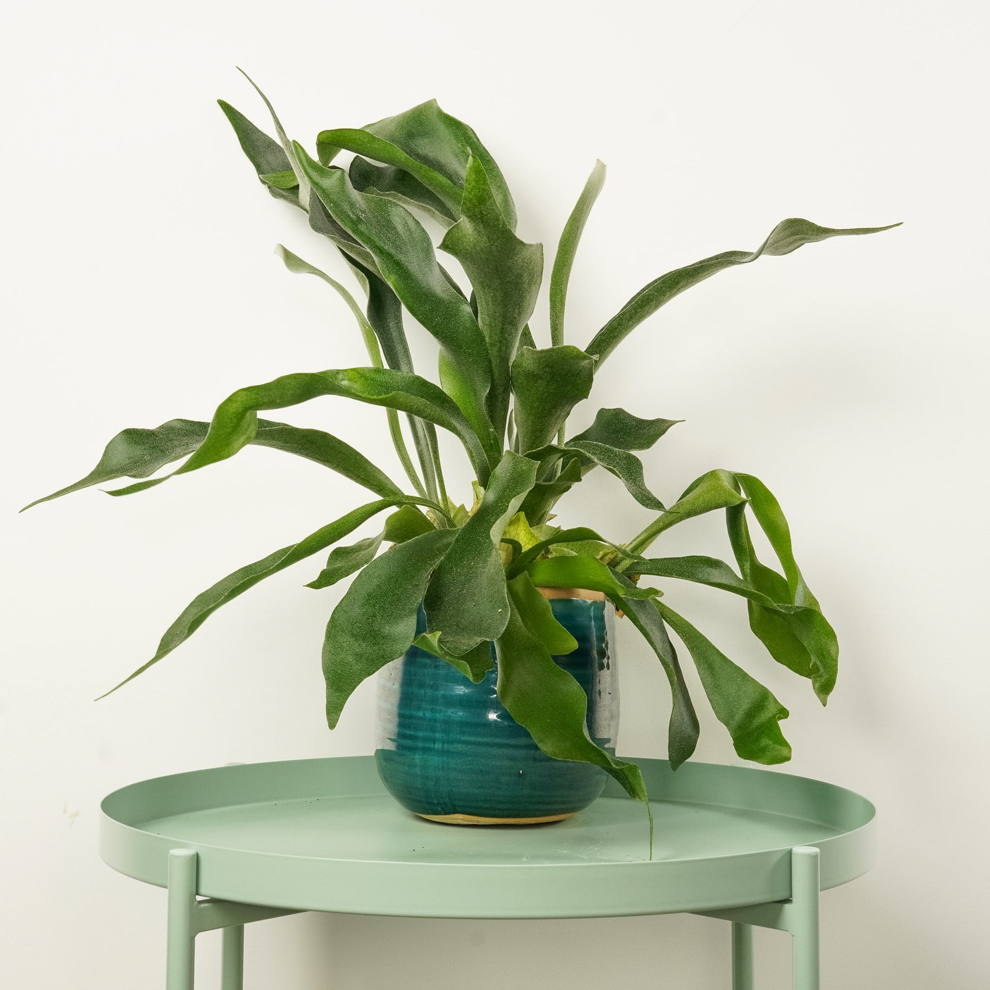 Staghorn Fern