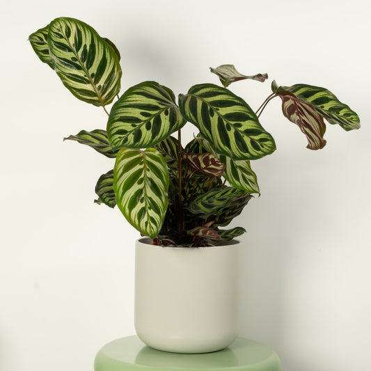 Peacock Plant | Makoyana | Perfect Plants for Under £50