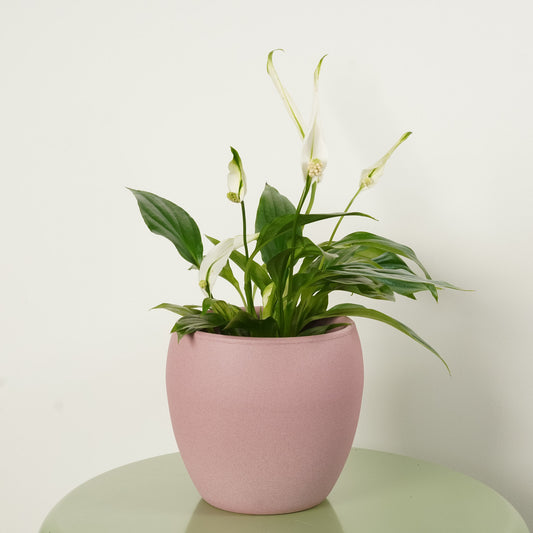 Peace Lily | Bingo Cupido | Air Purifying Plants