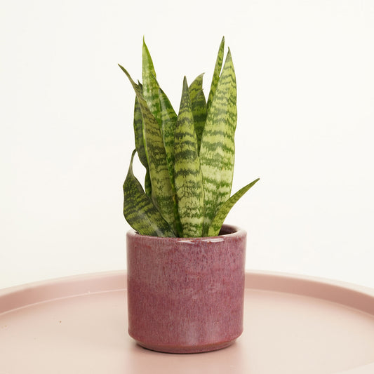 Snake Plant | Black Coral | Perfect Plants for Under £50
