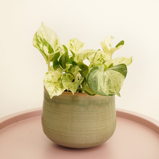 Pothos | Manjula | Potted Houseplants
