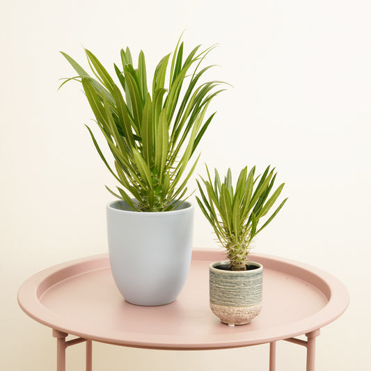 Madagascar Palm | Potted Houseplants