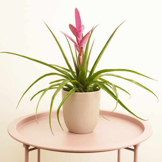 Tillandsia | Antonio | Potted Houseplants