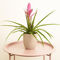 Tillandsia | Antonio