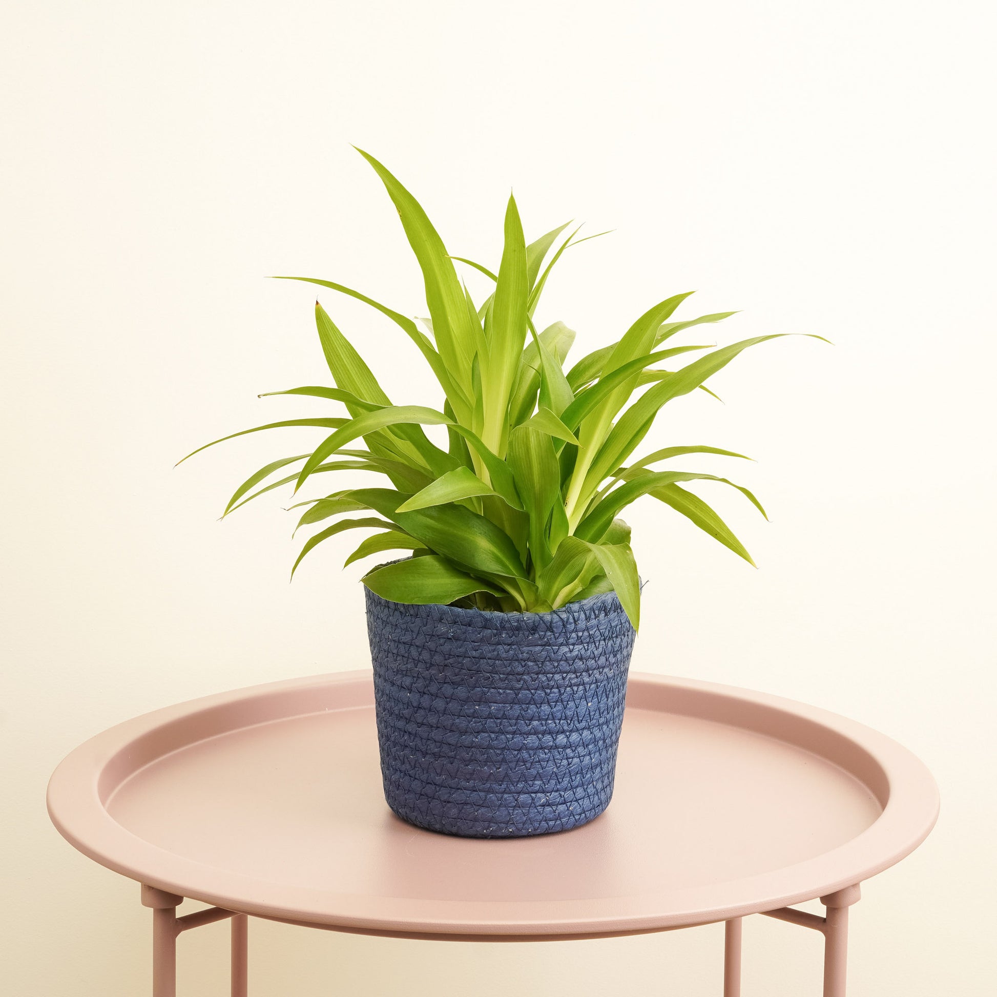 Spider Plant | Lemon