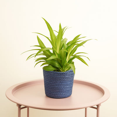 Spider Plant | Lemon - Indoor Plants