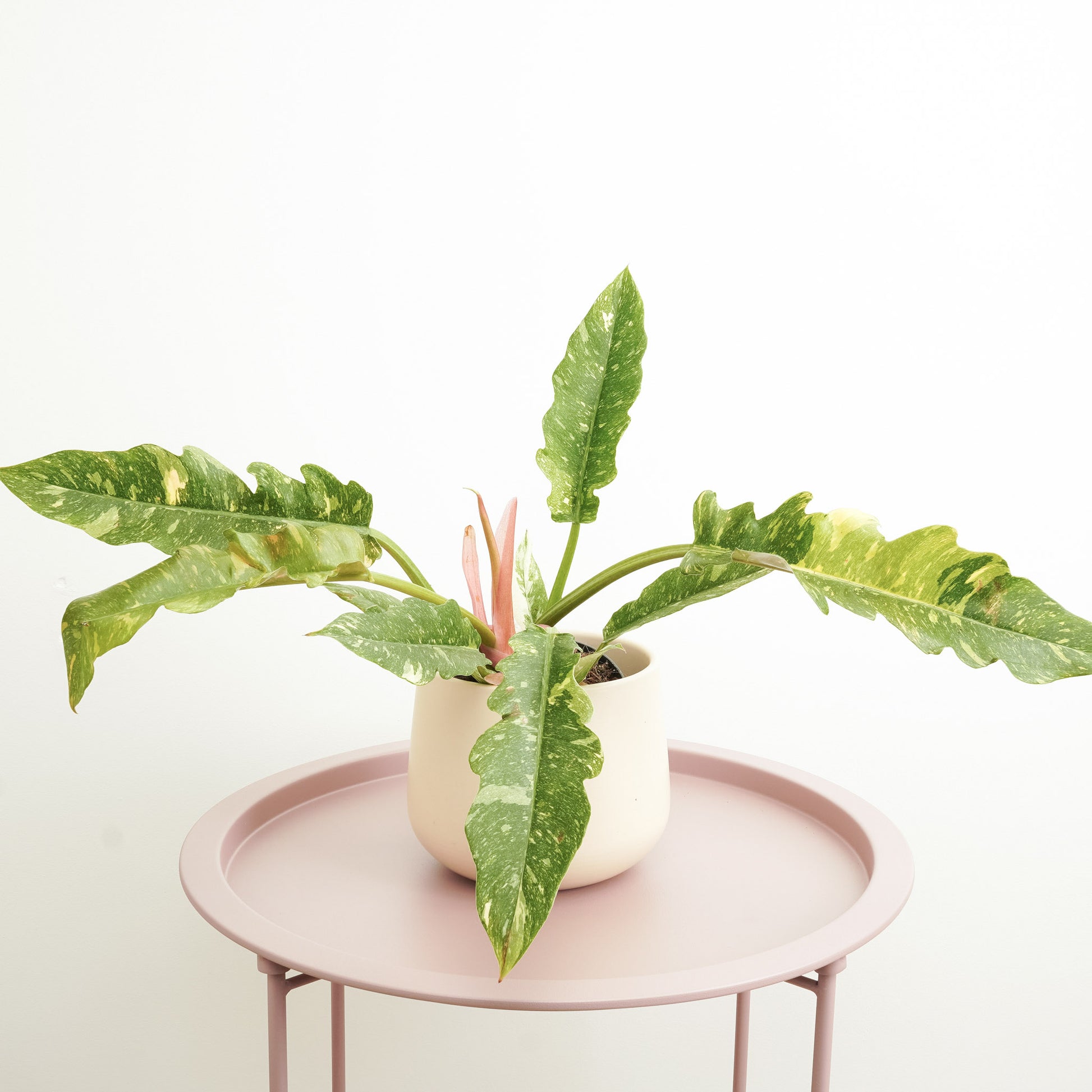 philodendron golden tiger tooth Tiger Tooth Philodendron | Ring Of Fire