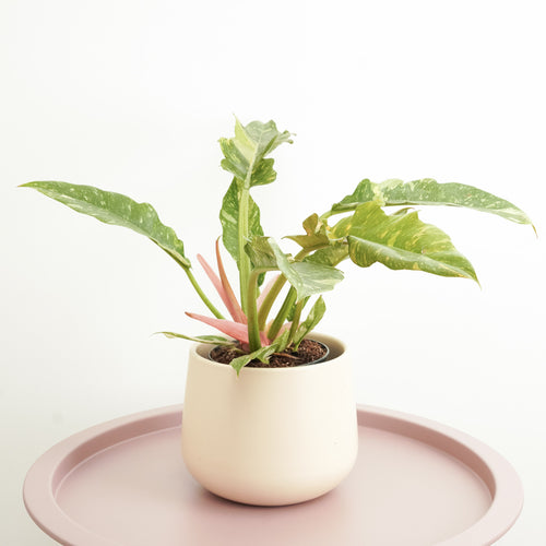 Tiger Tooth Philodendron | Ring Of Fire | Rare Plant