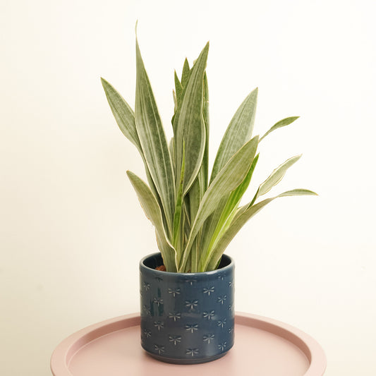 Snake Plant | Metallica | Rare Find | Potted Houseplants