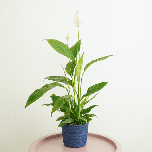 Peace Lily | Alana | Small Plants & Tot Pots