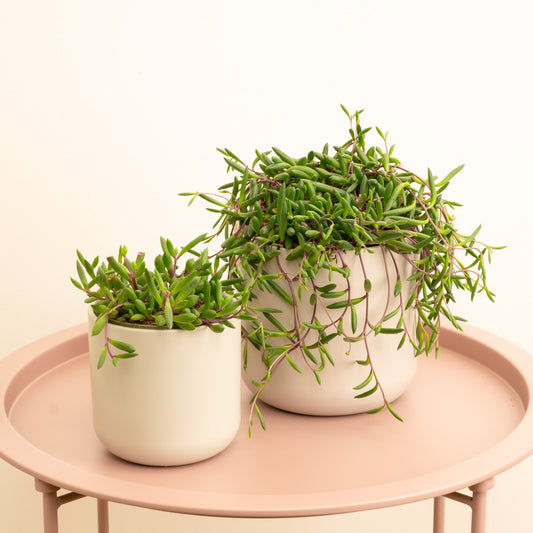 String Of Bananas | Purple Flush | Potted Houseplants