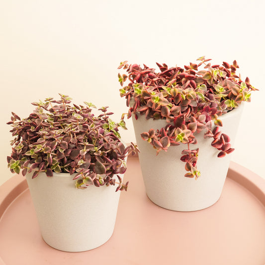 Calico Kitten | Red Albo | Climbing & Vine Plants