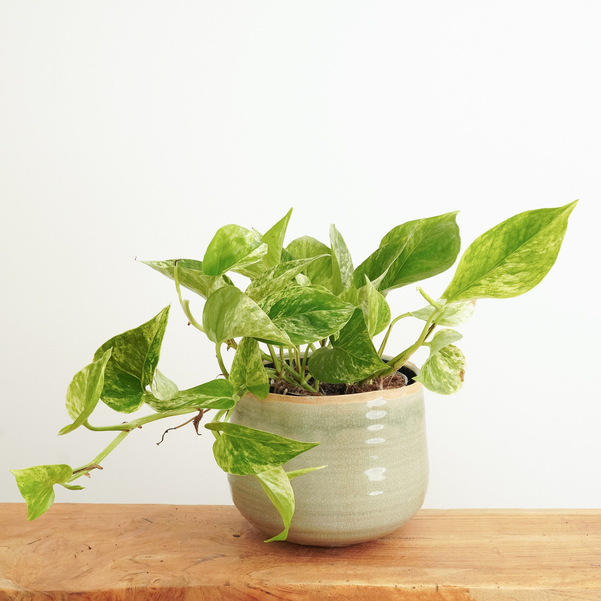 marble queen pothos pet safe Pothos