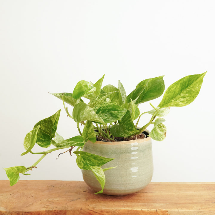 trailing pothos Trailing Pothos | Plant Bundle | 3 X PLANTS