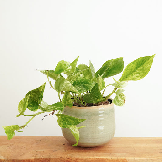 Pothos | Marble Queen | Variegated Plants