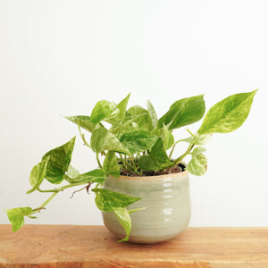 Pothos | Marble Queen - Indoor Plant