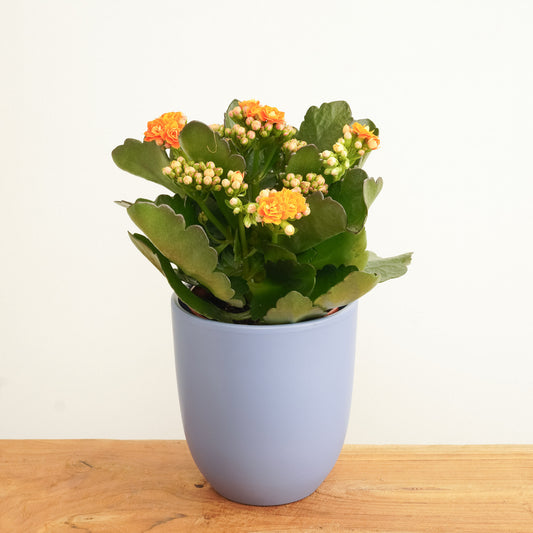 Orange Kalanchoe | Potted Houseplants
