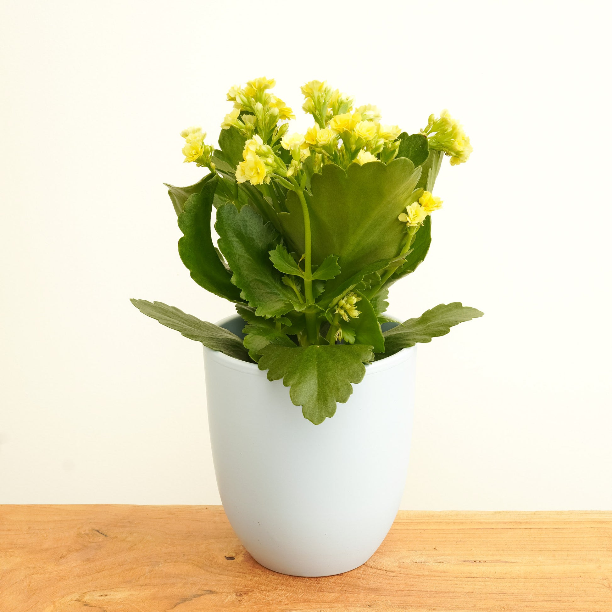 small yellow flower house plant Yellow Kalanchoe