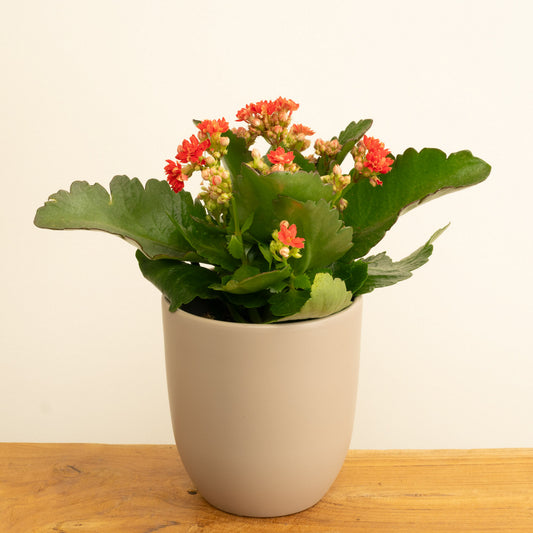 Flowering Red Kalanchoe | Potted Houseplants
