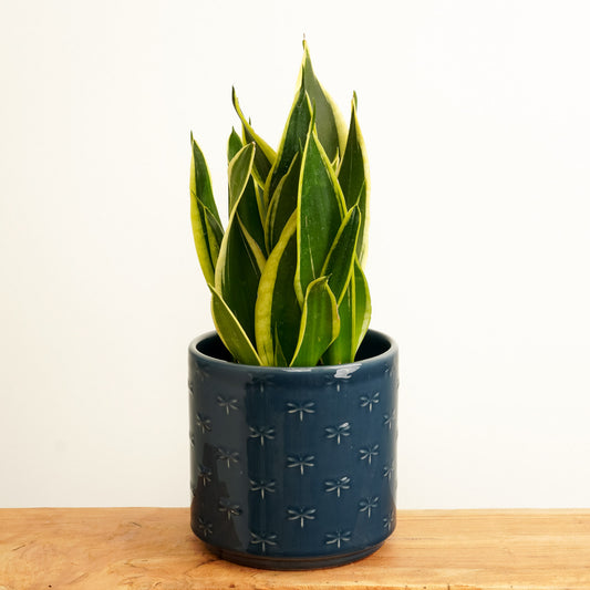 Snake Plant | Black Gold | Houseplant Moving Sale