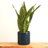 Snake Plant | Dragon | Rare Find