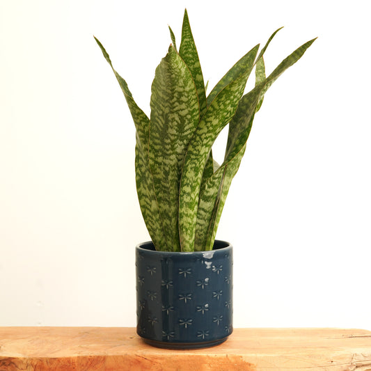 Snake Plant | Dragon | Rare Find | Mother's Day