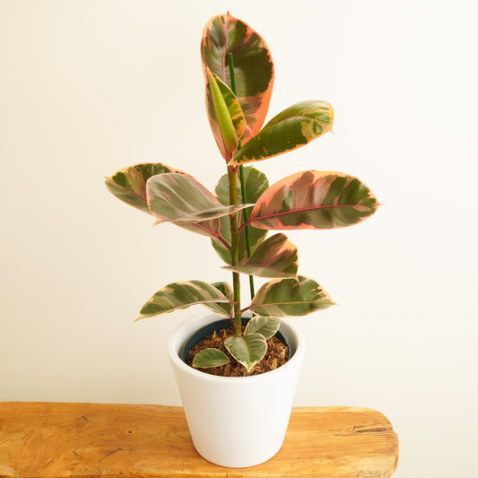 Rubber Plant | Belize | Potted Houseplants