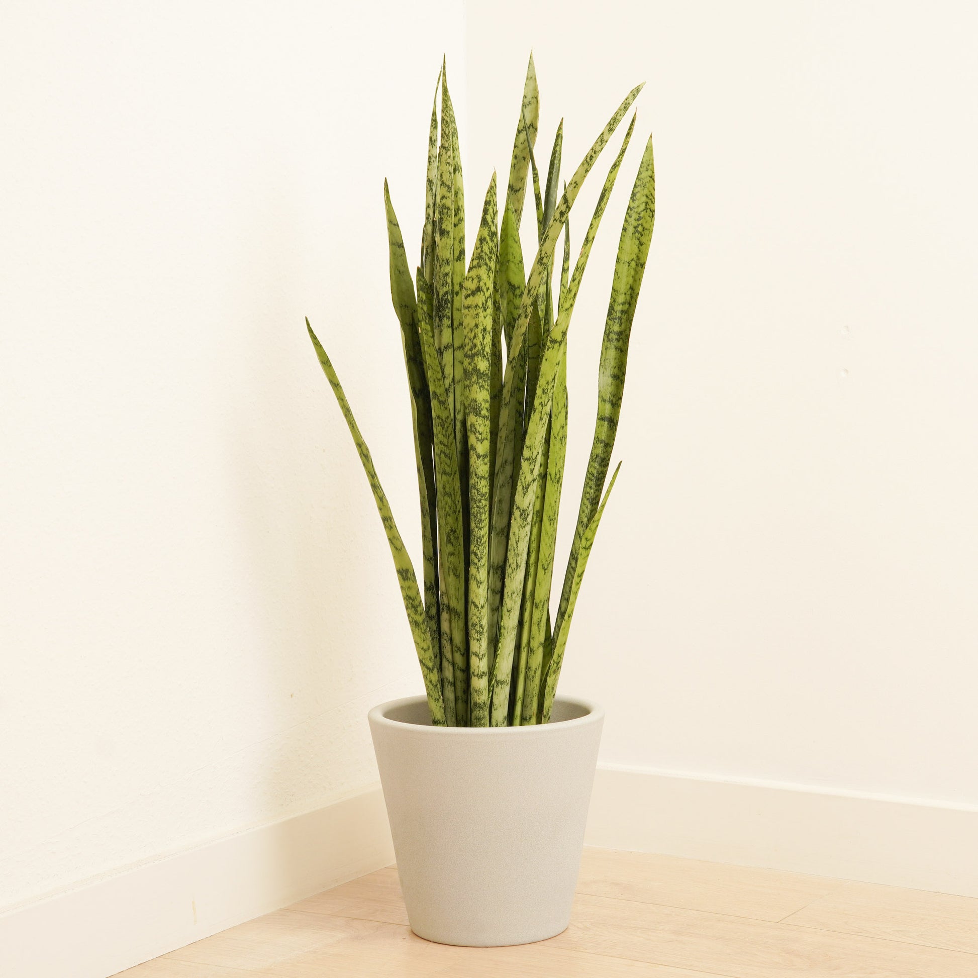 silver princess sansevieria Snake Plant