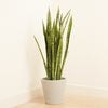 Snake Plant | Silver Princess