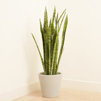 Snake Plant | Silver Princess