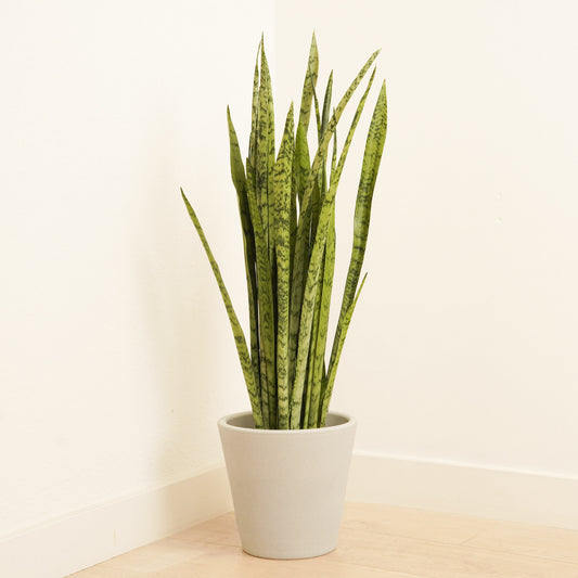 Snake Plant | Silver Princess | 