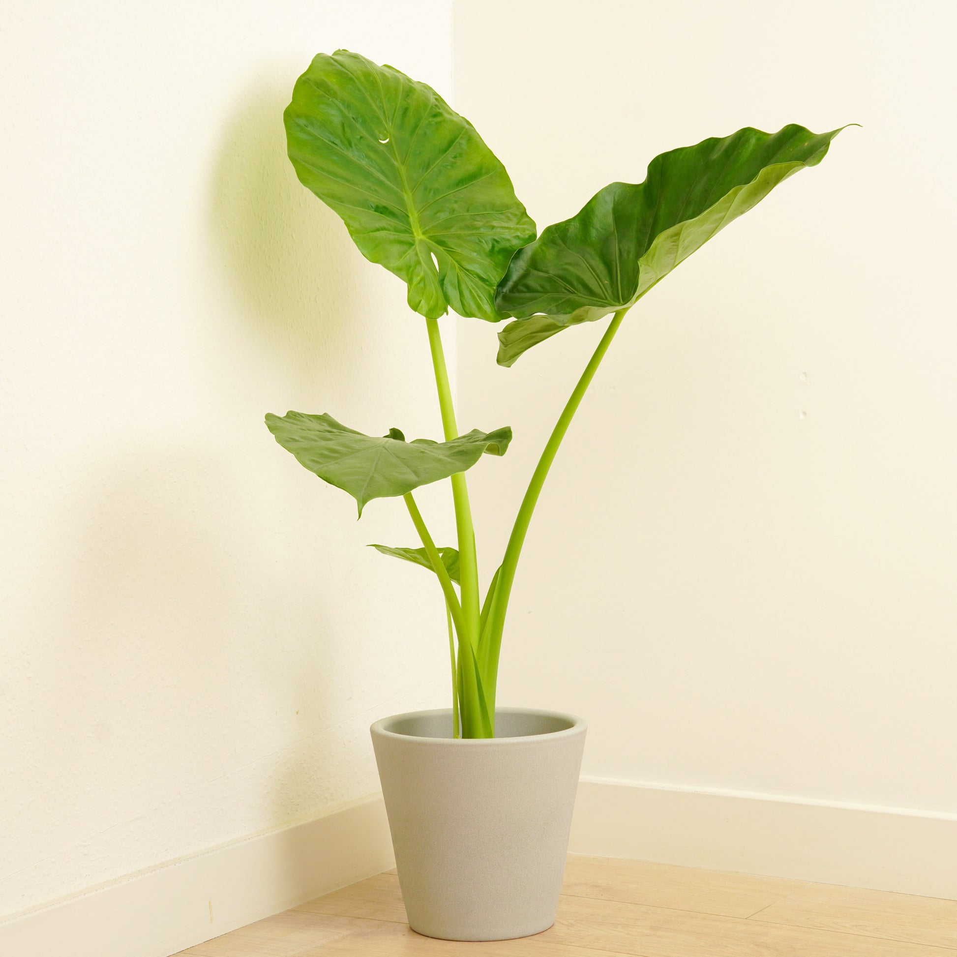 indoor taro plant Elephant Ear | Giant Taro