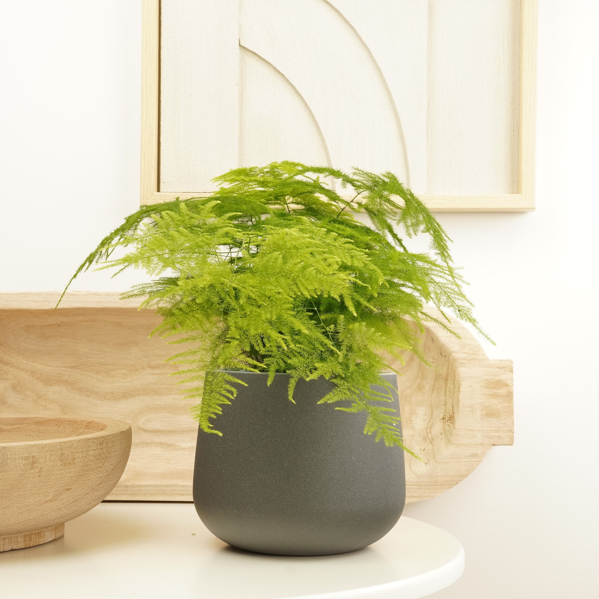 fern like indoor plant Lace Fern
